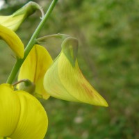 Crotalaria laburnifolia L.